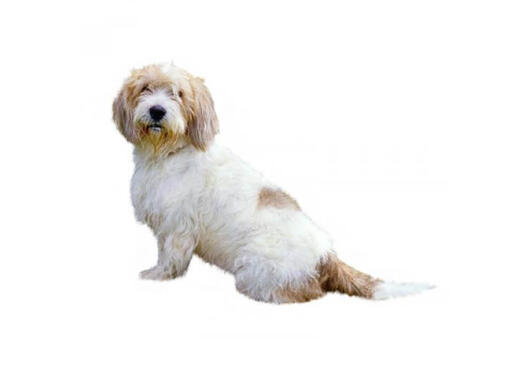 Basset terrier online
